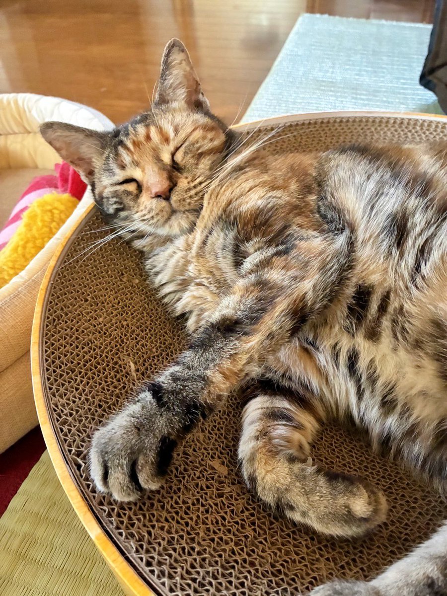 猫はなさん ハナ (@chakohakulog) / Posts / X