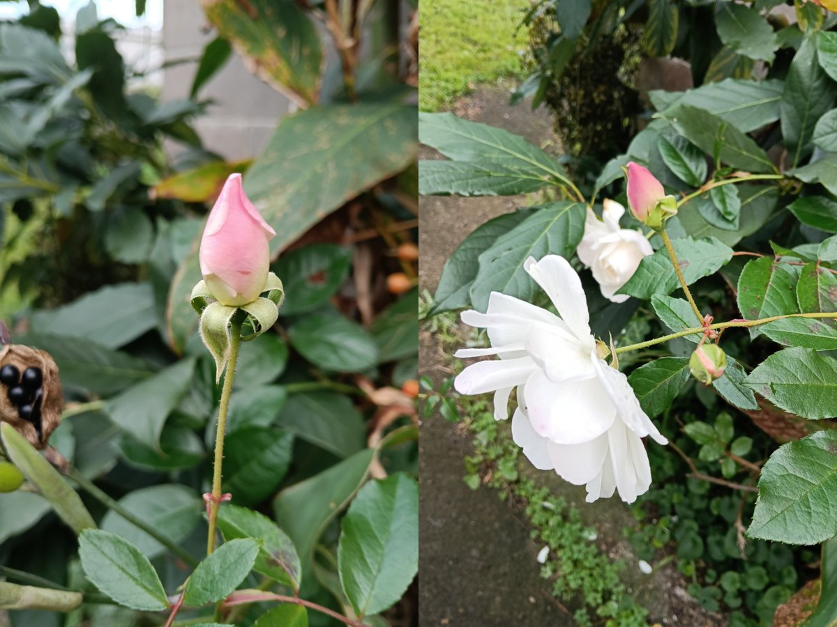AlisonKagen's tweet photo. And this rose keeps blooming into winter! https://t.co/jOI2MH52AZ