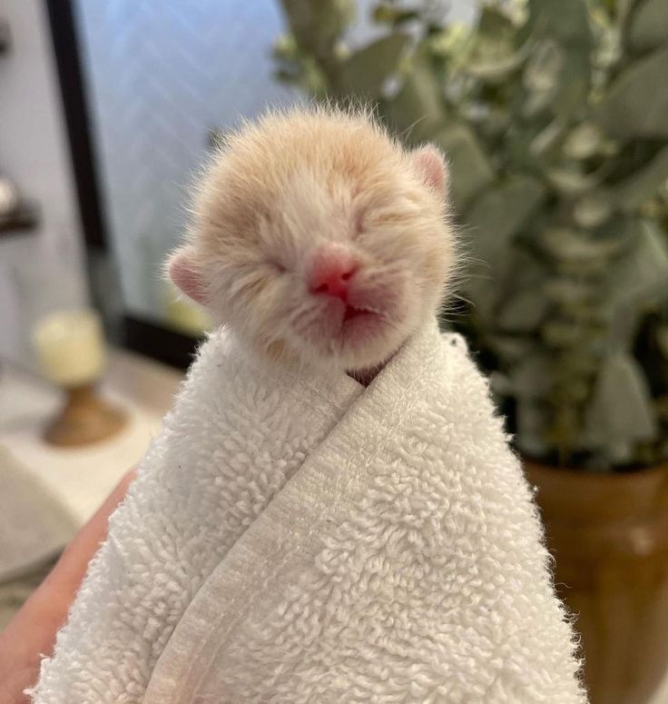 CuteCat62 tweet picture