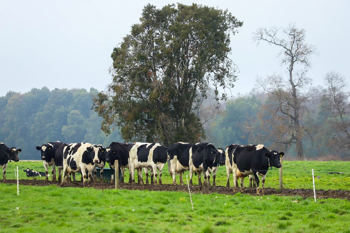 MinagriCL's tweet photo. 🐄🚜 Fortalecemos el desarrollo del sector lácteo con innovación, sostenibilidad y tecnología.

El ministro de Agricultura, Jaime Campos, junto a la directora (s) de @ODEPA, Daniela Acuña y los seremis de @MinagriLosLagos y @Minagri_LosRios visitaron la Plataforma de Lechería Sostenible de INIA Remehue, para ver en terreno distintas soluciones para fortalecer la resiliencia de la producción lechera frente al cambio climático, mediante el manejo de praderas, la mitigación de emisiones y tecnologías de ordeña robotizada.

Estas iniciativas reflejan el compromiso de @iniachile con una producción sostenible y más competitiva, de la mano de la investigación y la transferencia tecnológica, impulsando el desarrollo y crecimiento del sector lácteo de nuestro país.