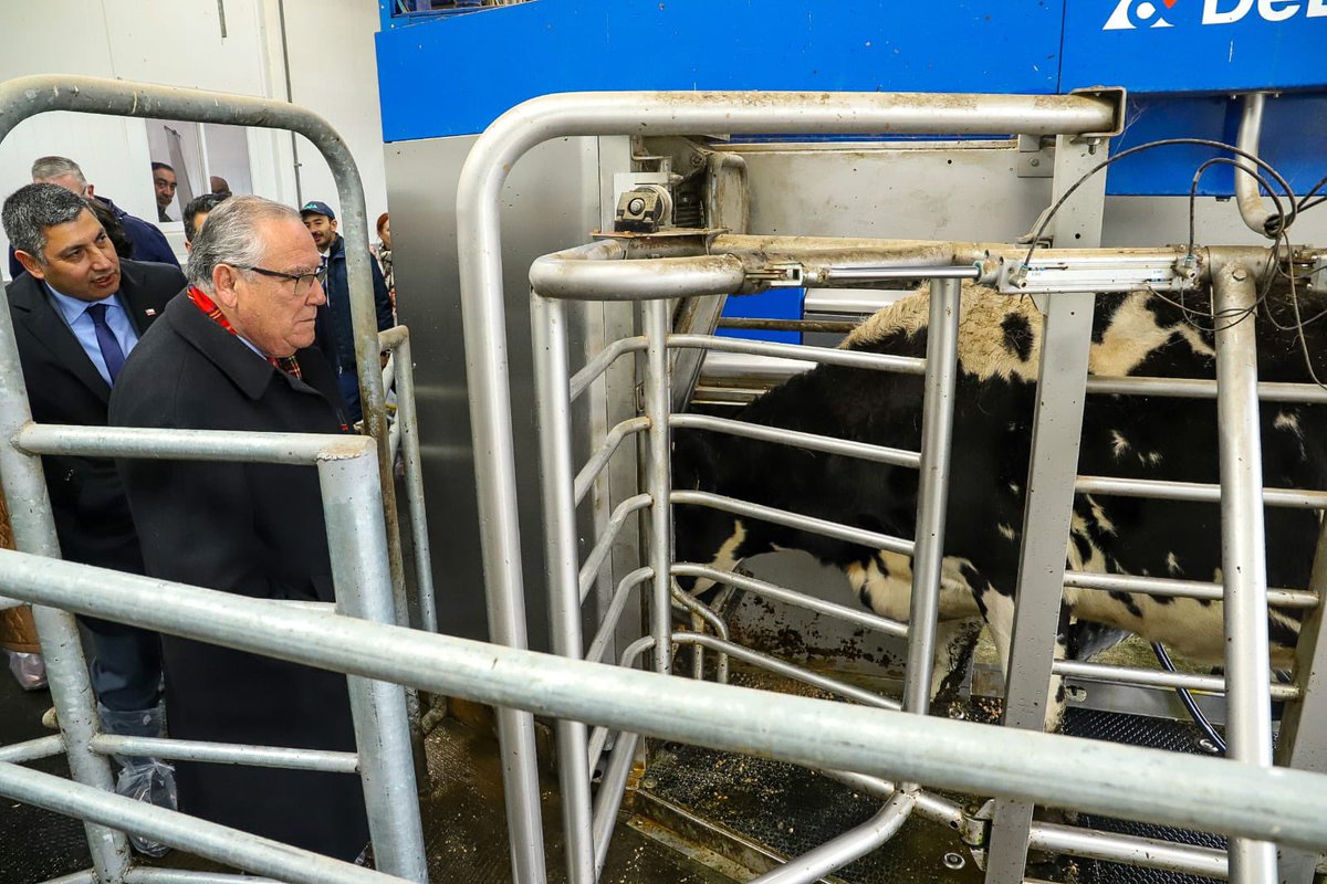 MinagriCL's tweet photo. 🐄🚜 Fortalecemos el desarrollo del sector lácteo con innovación, sostenibilidad y tecnología.

El ministro de Agricultura, Jaime Campos, junto a la directora (s) de @ODEPA, Daniela Acuña y los seremis de @MinagriLosLagos y @Minagri_LosRios visitaron la Plataforma de Lechería Sostenible de INIA Remehue, para ver en terreno distintas soluciones para fortalecer la resiliencia de la producción lechera frente al cambio climático, mediante el manejo de praderas, la mitigación de emisiones y tecnologías de ordeña robotizada.

Estas iniciativas reflejan el compromiso de @iniachile con una producción sostenible y más competitiva, de la mano de la investigación y la transferencia tecnológica, impulsando el desarrollo y crecimiento del sector lácteo de nuestro país.