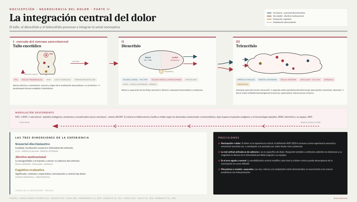 neurodocente's tweet photo. Segunda parte sobre la construcción del dolor. Al llegar al encéfalo, la señal nociceptiva se integra en el tallo, el diencéfalo y el telencéfalo. Sube por dos vías paralelas, una sensorial-discriminativa y otra afectivo-motivacional, y la modulación descendente (PAG-RVM) la reajusta en sentido contrario. La experiencia surge de toda esa red distribuida. Ampliación del modelo sugerida por el doctor @JRBneuropsiq, neuropsiquiatra. Gracias doctor.