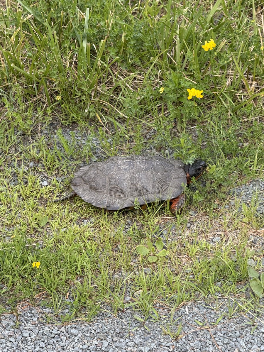 ClNNABIN's tweet photo. saw this little cutie today 🩷🐢 https://t.co/9I28edFowO