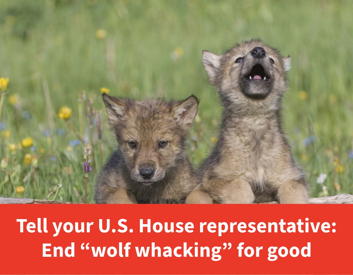 EnviroAction's tweet photo. In Wyoming, wolves are run down and killed using snowmobiles. 

This cruel and inhumane practice is called “wolf whacking” -- and somehow, it’s still legal.

Tell your U.S. House representative: It's time to end "wolf whacking" for good.

https://t.co/TVpjIbcwtg https://t.co/jSPGUNJVCc