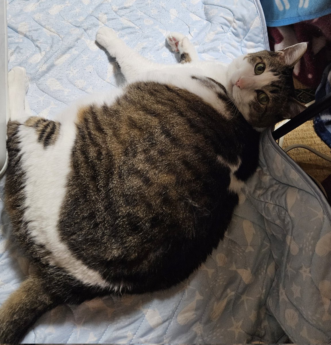 tora_chan5's tweet photo. おはよう☂️☀️☁️😺❗
朝からかまって欲しい😸
#猫好きさんと繋がりたい https://t.co/XXOym8HZGP