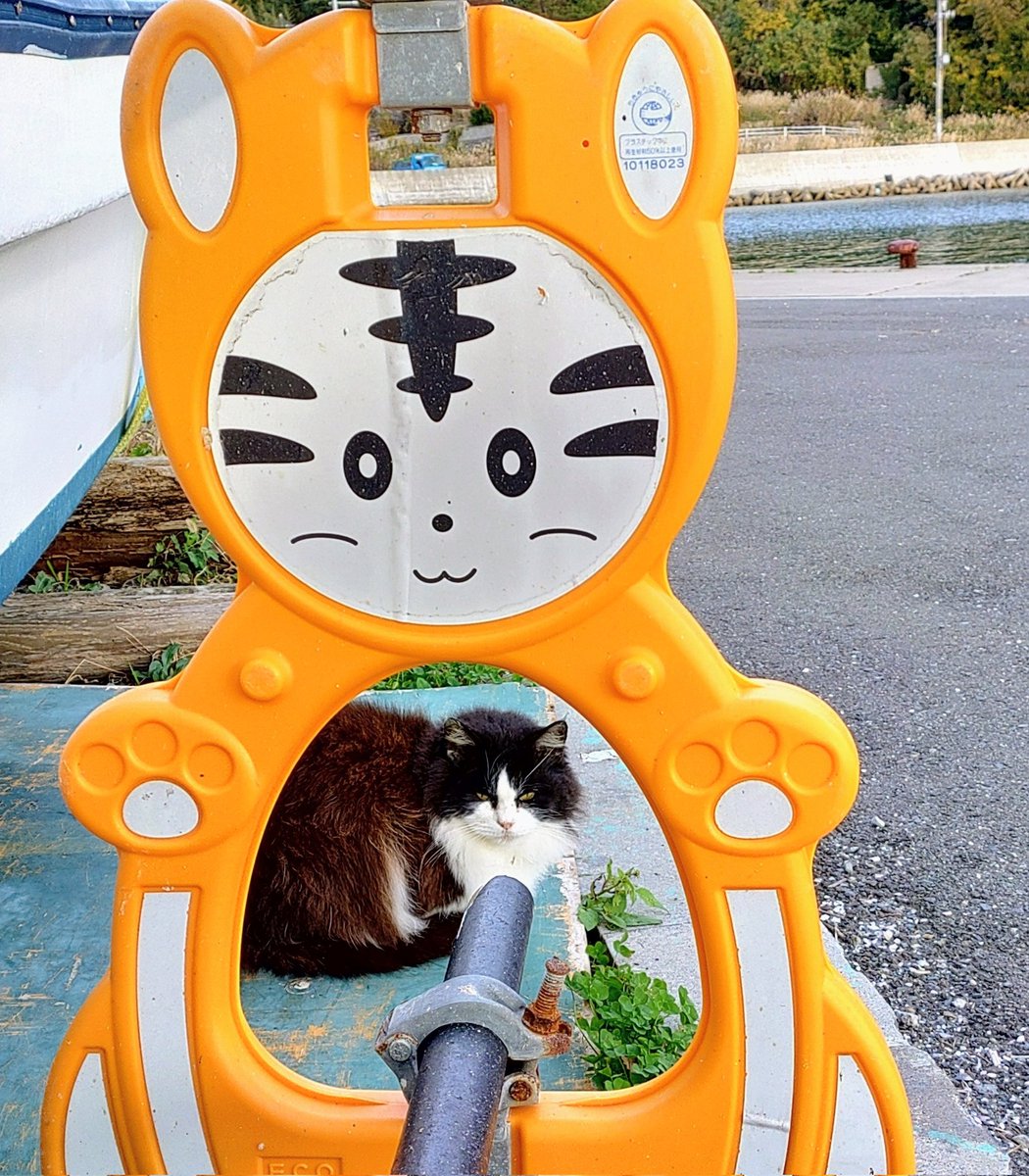 tashiro_shima's tweet photo. おはよ〜ございます🐾
枠に収まる

#田代島 #ねこ https://t.co/koeS0Jan16