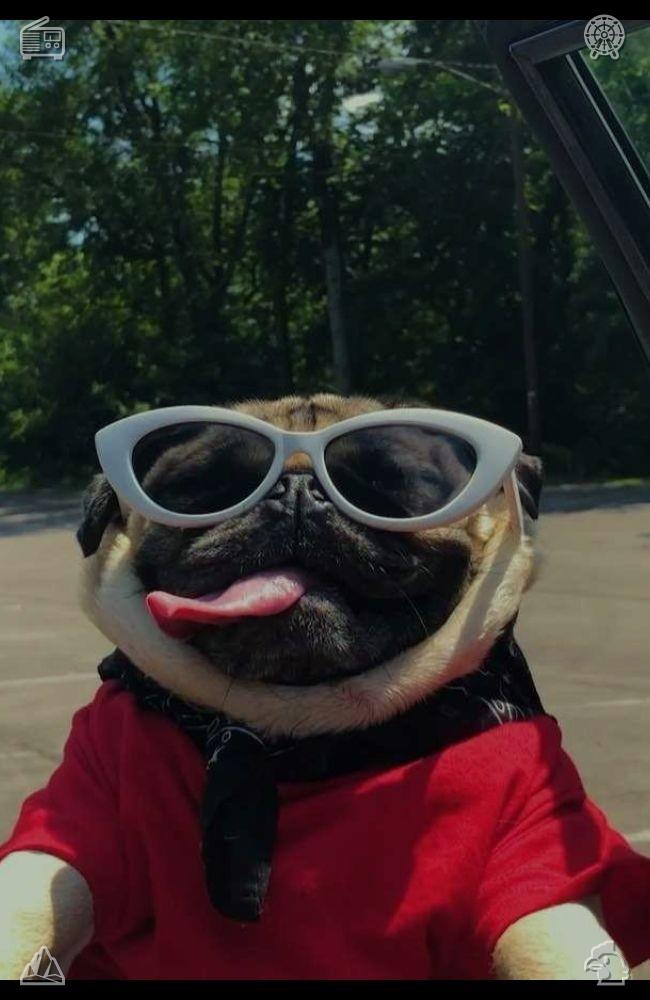 jouurneee's tweet photo. On my way home, I stopped at a fast-food place to pick up a chicken nugget for Buddy. He woke up at the scent of the food, wagging his tail, and quickly devoured the nugget, enjoying every bit of it. https://t.co/Nm4SFH3FW3