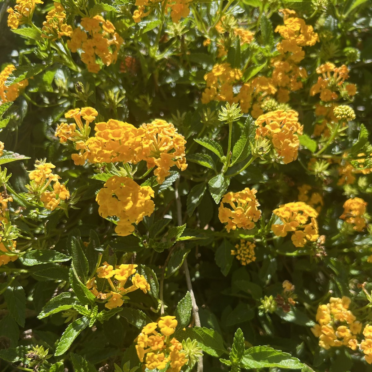 luvbuglumi's tweet photo. sunny hues ☀️⋆˚࿔ https://t.co/mWh9NHbDuR