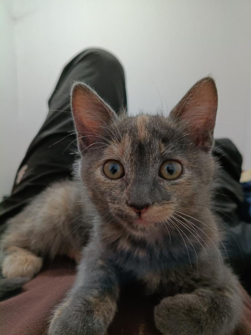 AnimalParaiso's tweet photo. Gatitas en adopción, tienen tres meses de edad, comen pellet y saben hacer en arenero, son cariñosas y se portan muy bien.

Interesados escribir al WhatsApp +56961263632 (se hará seguimiento posterior). #Valpo #Viña https://t.co/60WCGbxtU0