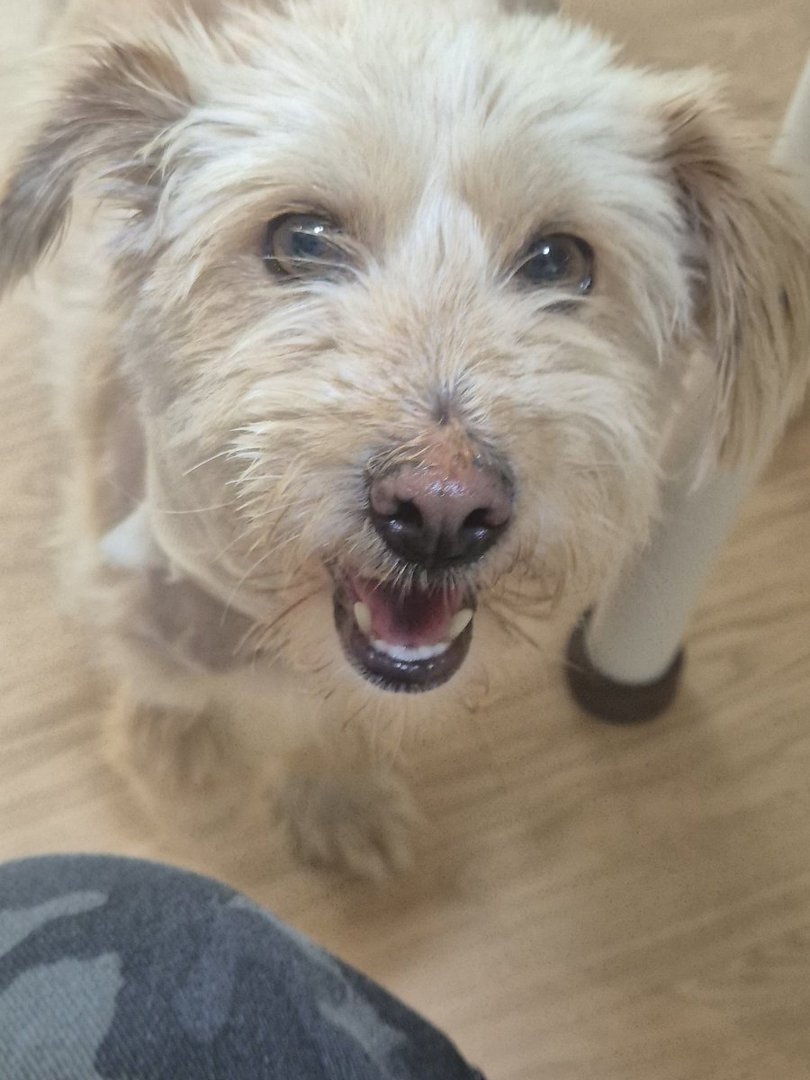 🏠나래의 가족 찾기🐕 tweet media