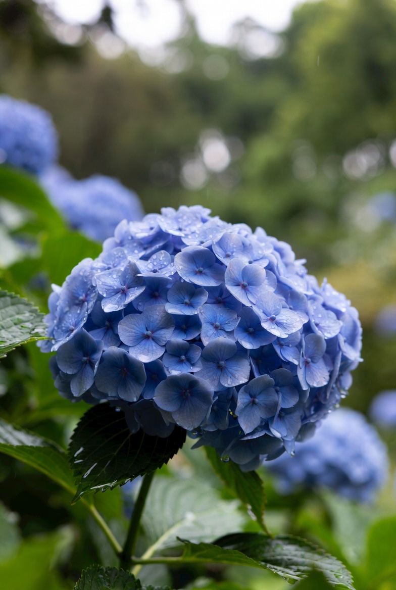admire_offisite's tweet photo. おはようございマイアー☔
朝から雨ですが、本日もよろしくお願いいたします！

紫陽花といえば鎌倉が有名ですね。
晴れた日に鎌倉で見つけた紫陽花も素敵でした！ https://t.co/CfA3xKTJvC
