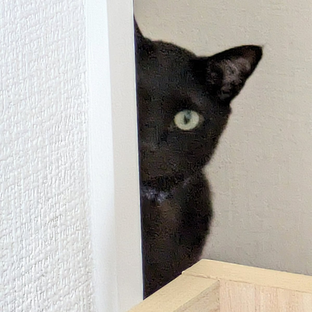 NeCocoroBird's tweet photo. ヒトんちの猫で｢家政婦は見た｣ごっこ遊び🤭 https://t.co/9bGfyvsfFR
