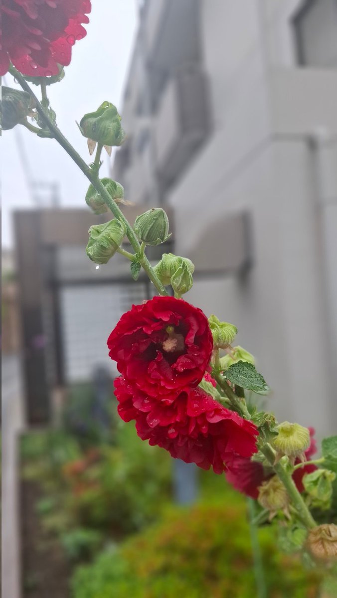 TIugqDvHUD9742's tweet photo. おやつに ミニシュークリーム  黒豆、、そして｢玄米茶｣✨、雨☔の雫が落ちそうな薔薇🌹さん ✊✨、｢江戸川の河川敷｣に夕陽 🌇が沈む なんか綺麗～✨😉 🍀 https://t.co/Wasi02cmzE