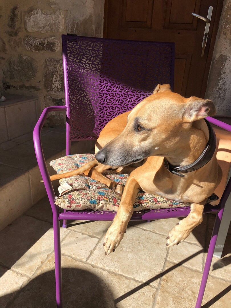 vigipets's tweet photo. 🟠 🐶 Chien perdu le 02/06/2026 à Chamblac (27270).
Race : Whippet / Âge : 11 an(s)
LyonVinci / Mâle / Identifié(e) : Oui

☎️ 0677286334
📧  jean.benichou@icloud.com

#chienperdu #chientrouve #chien #perdu #trouve https://t.co/M0r5D3PLyA