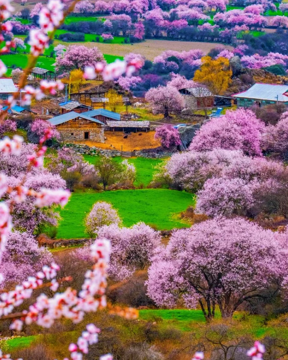 Revenantk5's tweet photo. 住进桃花铺满的高原村落。
Stay in a highland village wrapped in pink peach blooms. https://t.co/HZdLcBYnGB