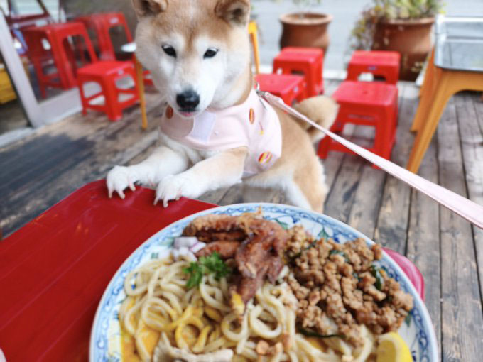 柴犬が好きすぎる＊シバ田 (@shiba_sukisugi) / Posts and Replies / X