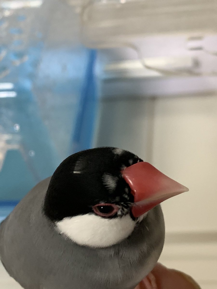 ぴーちゃん tweet media