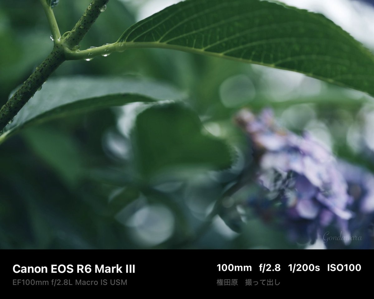 loqg78's tweet photo. いいね押してるのにキャンセルされてるの何なんだろう🙄妖怪いいねキャンセル?
#Canon #R6mark3 #EF100macro https://t.co/uOBcQSwgtH