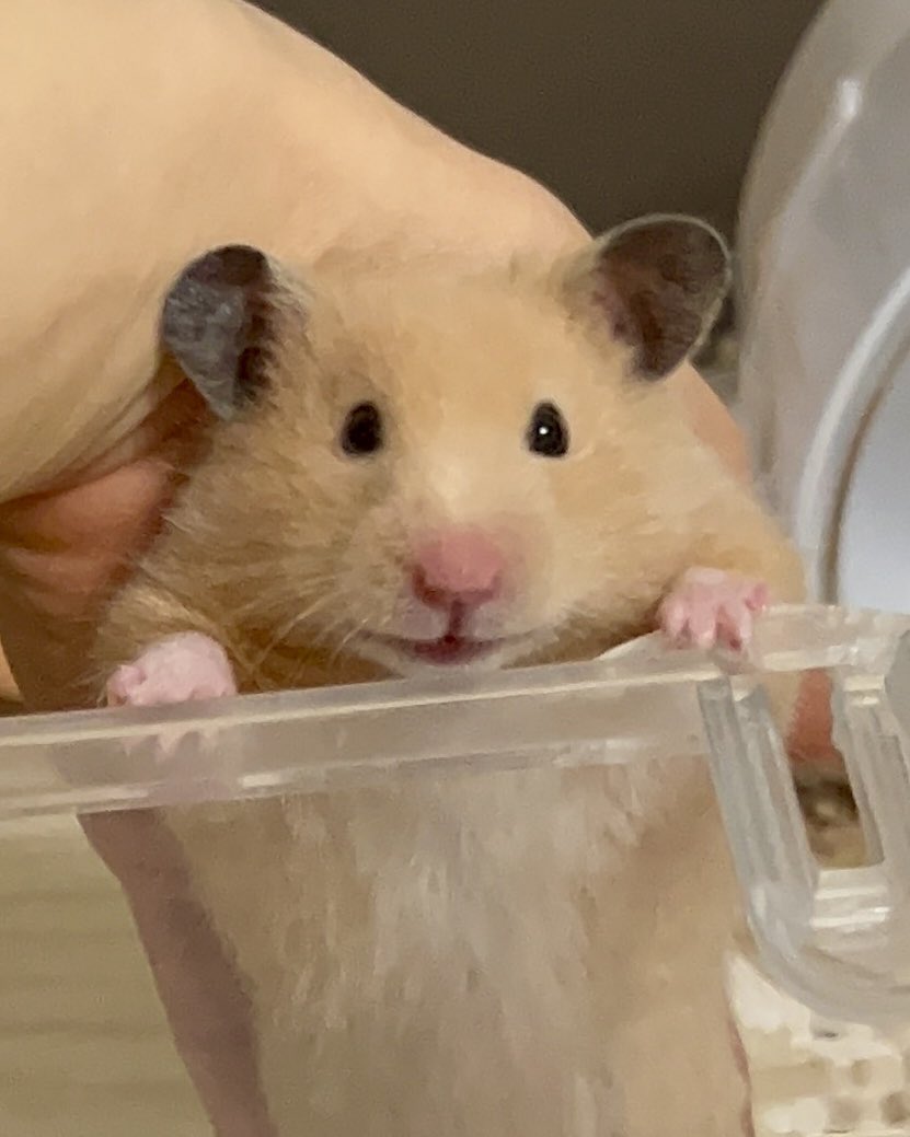 hamham170121's tweet photo. ひっくり返りそうになったところを支えられて複雑な表情 https://t.co/fsqaJDfW4B