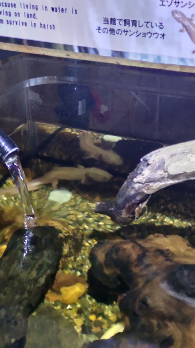 alteaizen04's tweet photo. 声をかけても無反応だったので、知り合いのウパルパではなかったようだ https://t.co/SEXcX15Q5b