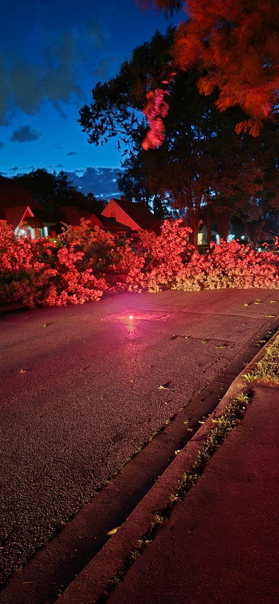 ZanderQKelly's tweet photo. Downed tree blocking 1900 block of ellrose Ave  #yqg @AM800CKLW https://t.co/PiY5XRT7fE