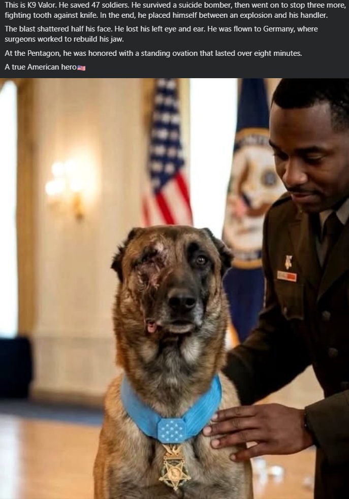 tiMMmay67's tweet photo. @AdamtrendHQ This dog has done more than Trump in his lifetime.. https://t.co/5WVV2lI7i8