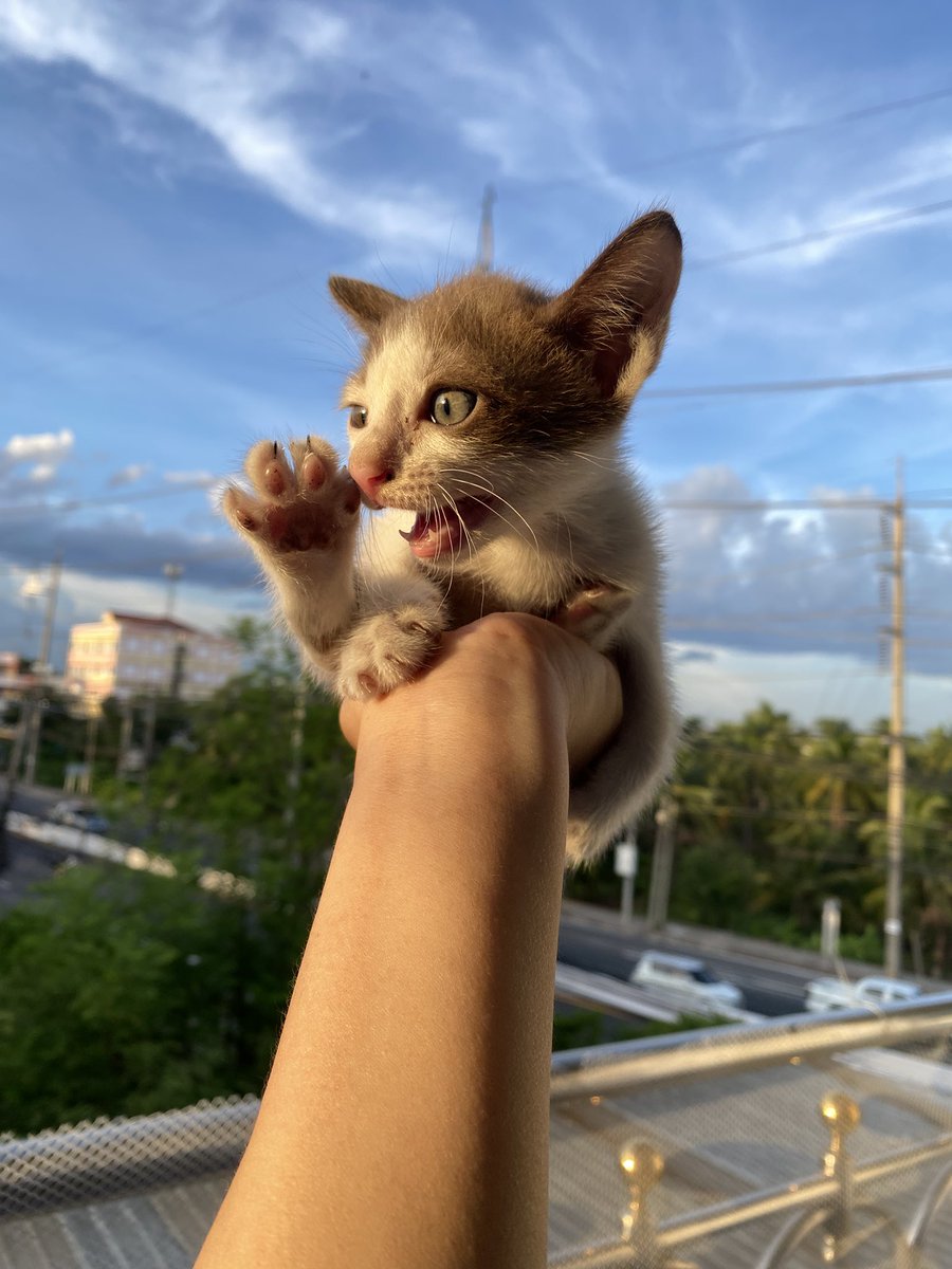 vviewmii's tweet photo. 🏡 หาบ้านให้แมว 
 - ลูกแมวจรหลงมา 
 - สีขาว น้ำตาล เพศเมีย 
 - อายุประมาณ 1 เดือน 
 - พิกัด สมุทรสาคร พท ใกล้เคียงยินดีไปส่งให้ค่ะ 
#แมวหาบ้าน #หาบ้านให้แมว #หาบ้านให้แมวจร https://t.co/Jzau1Aswo7