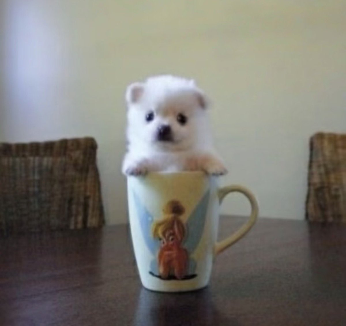 twaniimals's tweet photo. https://t.co/GHMTyEFoaA