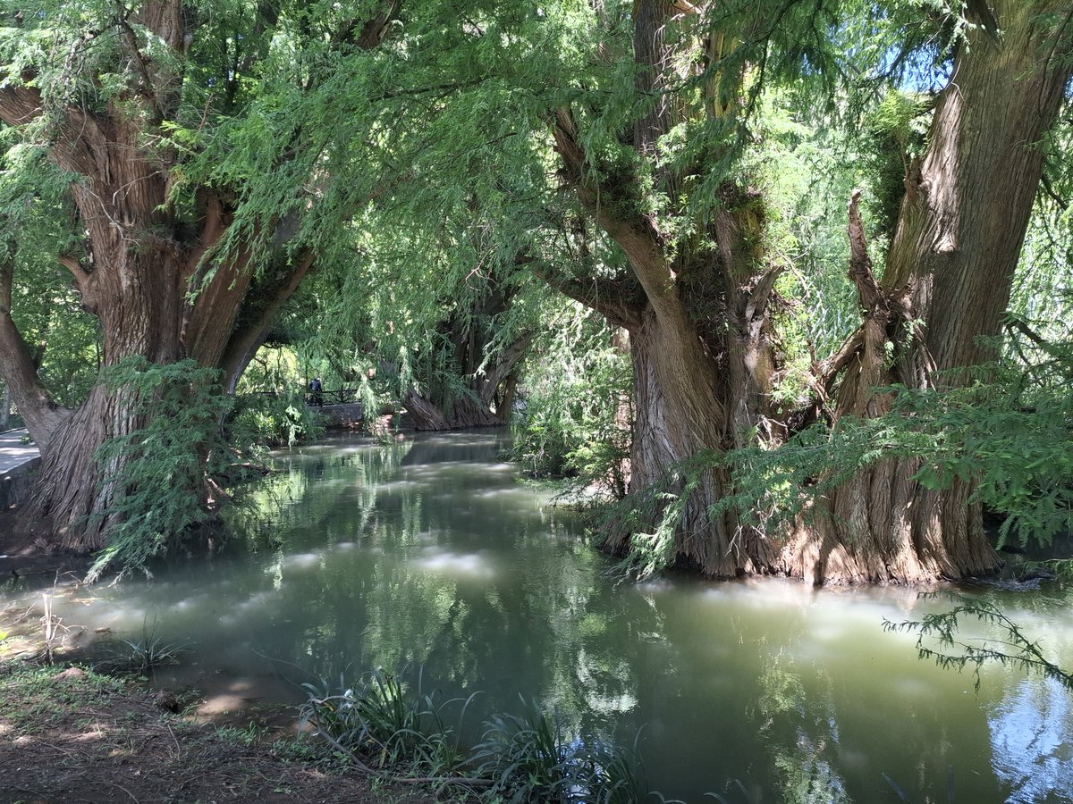 trees_ireland's tweet photo. Millennial and ancient trees in the region of Camerino Z. Mendoza (commonly known as Ciudad Mendoza) in Veracruz, Mexico, refer to the Montezuma cypress. They grow naturally along riverbanks and riparian environments, most notably along the Río Blanco. https://t.co/YDGFsiRAfc