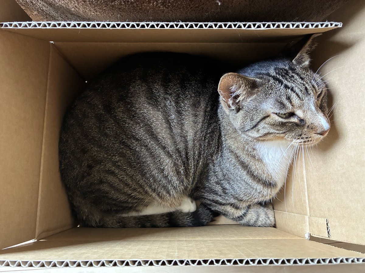 kuppa0730's tweet photo. おはようございます♡♡
イケニャンツヤツヤ鬼将ビジュアル系🐱
ラジオ体操第一終わりました😃
 #ラジオ体操第一 https://t.co/clHpMx5JS2