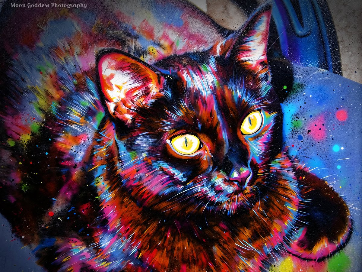 MoonGPhotos's tweet photo. "Luna"

You can purchase this and more of my art in the form of prints, home decor, clothing, accessories and more in my Redbubble Store: https://t.co/E6M5iPLagK

See more: https://t.co/OBVwUc9po2

FB/IG//Threads: moongphotos https://t.co/Ra4tt6IFpW