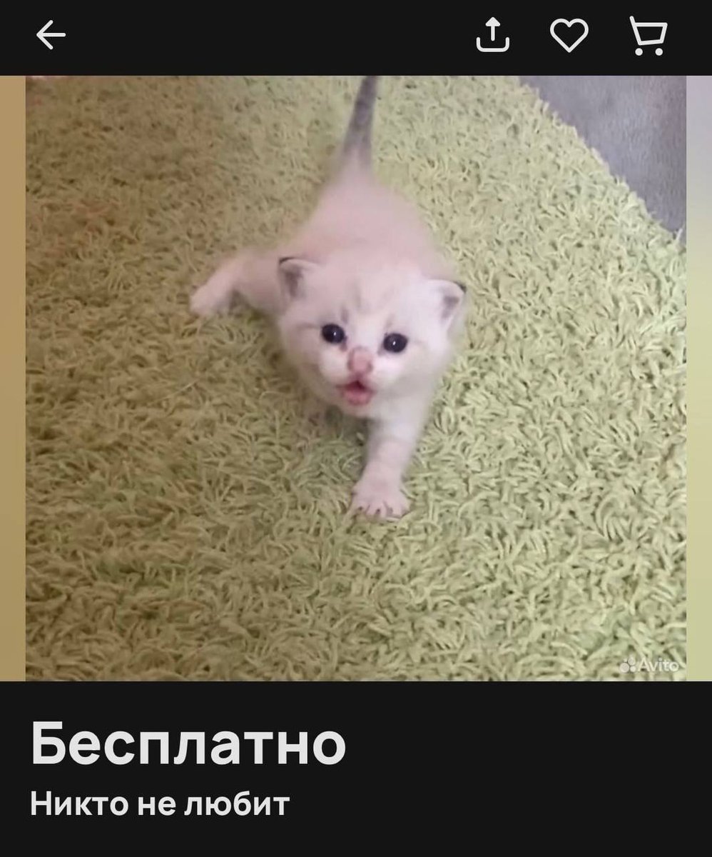хроническая лесбиянка в вакууме tweet media