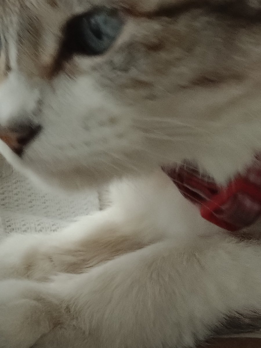 UcRevUwI7xf5CqS's tweet photo. 【おはようにゃん🐱🎶】
おはようございます☁️今日もよろしくお願い致します🙇
今日は土アップ祭じゃないけどソラのドアップ置いておきますね🥰
#猫好きさんと繋がりたい
#猫のいる暮らし https://t.co/ervrfS4AXC