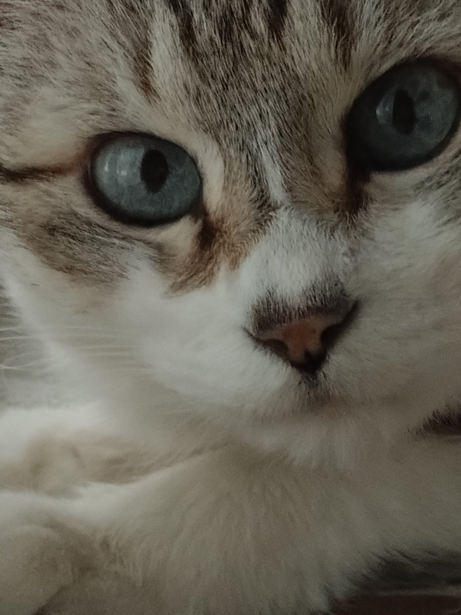 UcRevUwI7xf5CqS's tweet photo. 【おはようにゃん🐱🎶】
おはようございます☁️今日もよろしくお願い致します🙇
今日は土アップ祭じゃないけどソラのドアップ置いておきますね🥰
#猫好きさんと繋がりたい
#猫のいる暮らし https://t.co/ervrfS4AXC