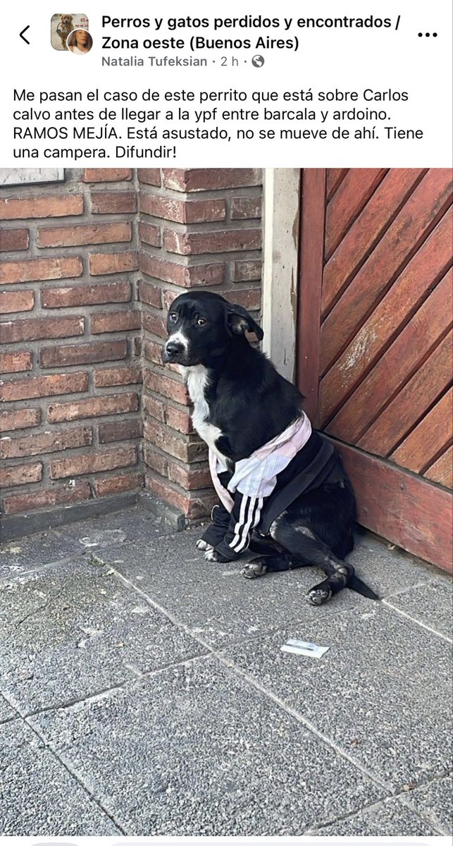 NTufeksian's tweet photo. Se vacunó, está en tratamiento por sarna (no contagia) y está pronto a castrarse. Necesitamos transito hasta la adopción o adopción urgente, en el lugar donde está no lo pueden tener más. Dif🙏🏻 CABA o GBA https://t.co/3RXMK3u7mK