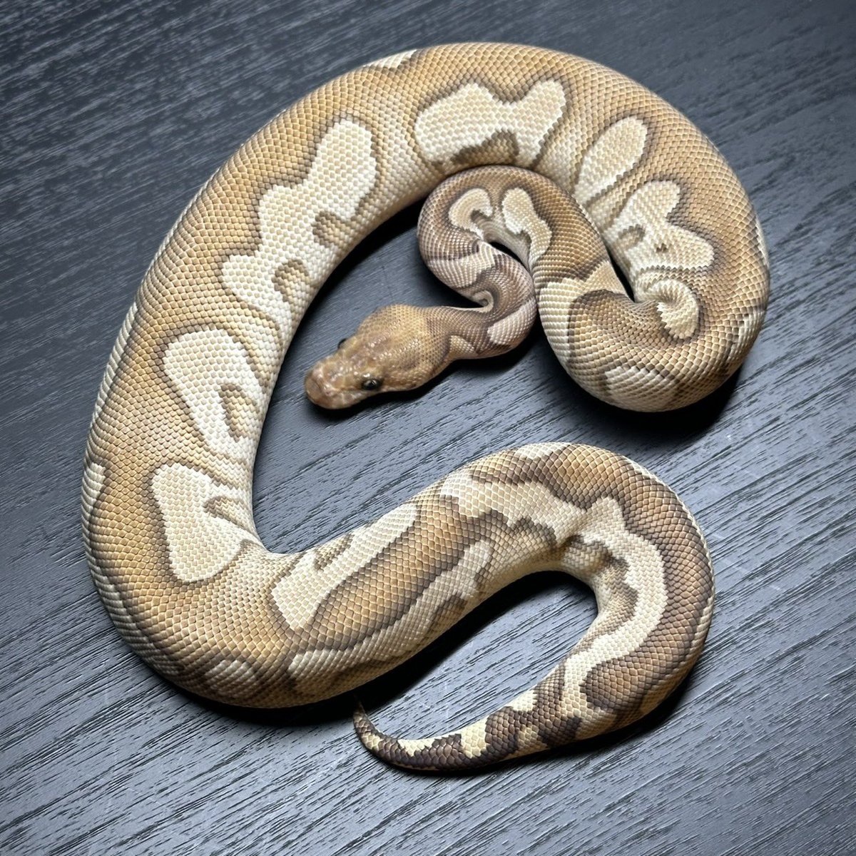 Dnasty0014Y3l's tweet photo. #SideBcollection
#YellowBenjamin
#BallPython
#ボールパイソン
#YB
1.0 OD YB Mojave Clown het  Pied https://t.co/7DtrgiIRgd
