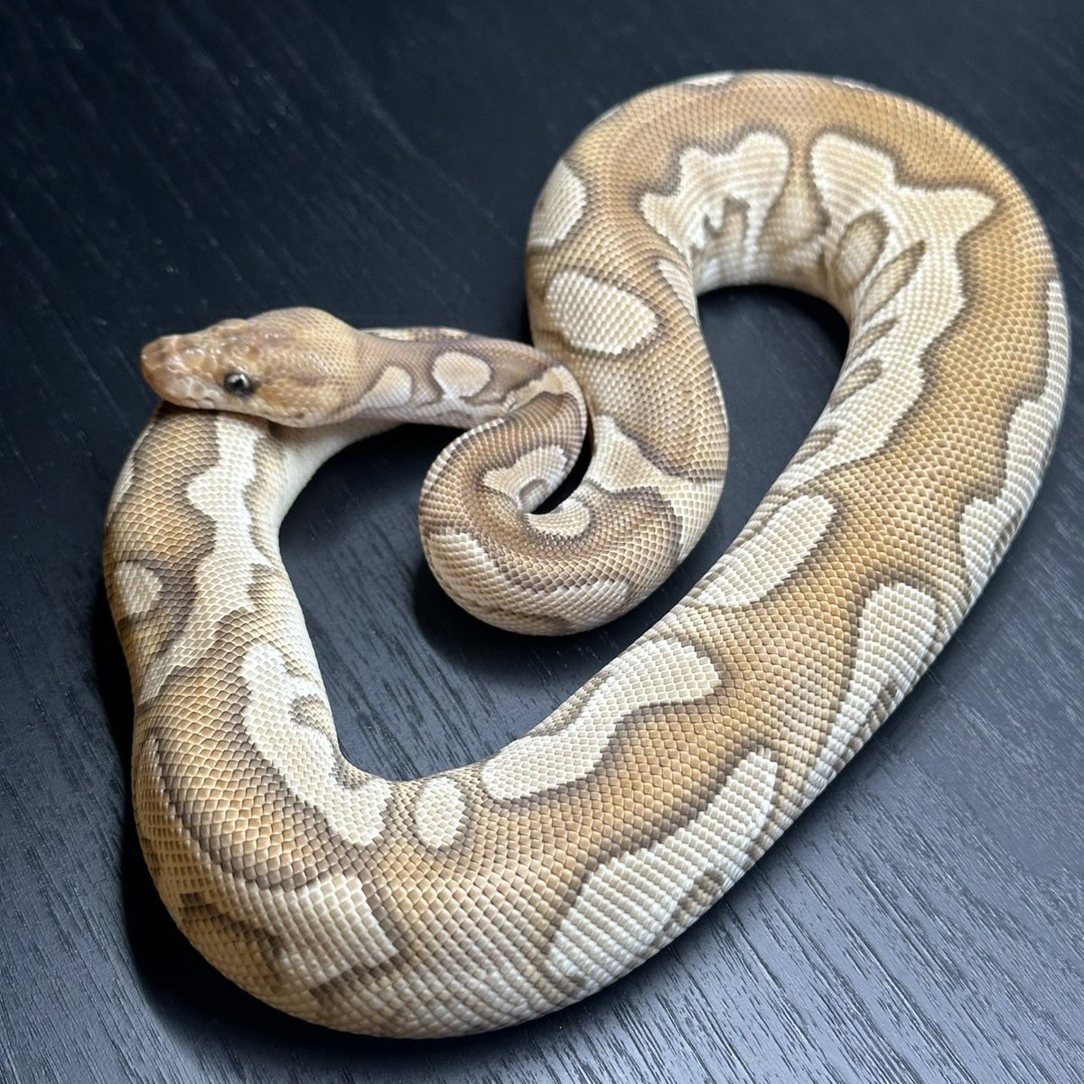 Dnasty0014Y3l's tweet photo. #SideBcollection
#YellowBenjamin
#BallPython
#ボールパイソン
#YB
1.0 OD YB Mojave Clown het  Pied https://t.co/7DtrgiIRgd