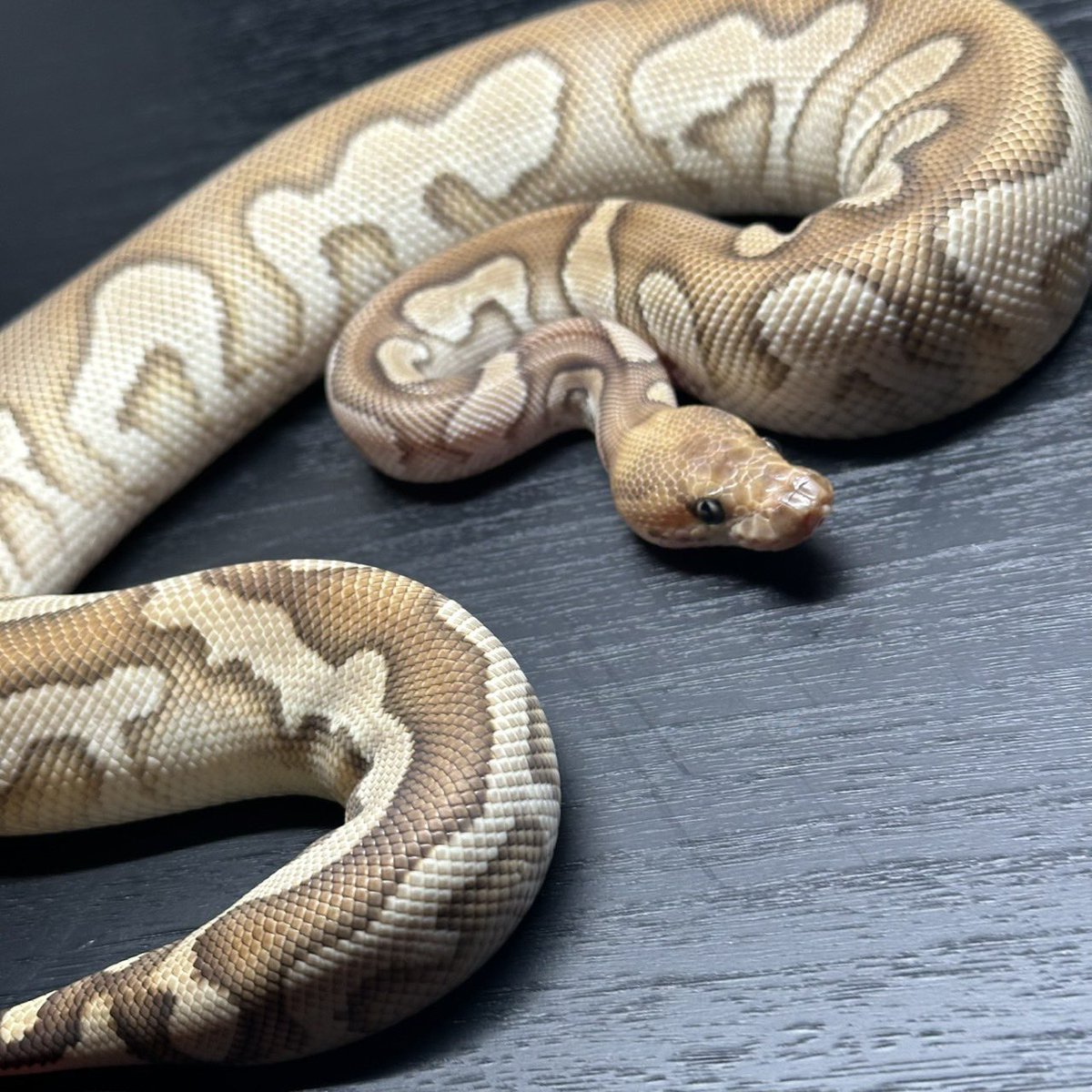 Dnasty0014Y3l's tweet photo. #SideBcollection
#YellowBenjamin
#BallPython
#ボールパイソン
#YB
1.0 OD YB Mojave Clown het  Pied https://t.co/7DtrgiIRgd