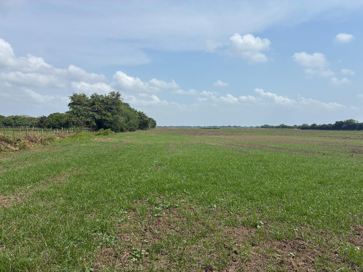 SomosVicsa's tweet photo. En Vicsa estamos en campo, evaluando cada detalle del terreno para la construcción de una nueva empacadora.  
Analizamos topografía, drenajes, accesos y distribución para diseñar una obra eficiente, funcional y adaptada a las necesidades del proyecto. https://t.co/LR1pR0kXCm
