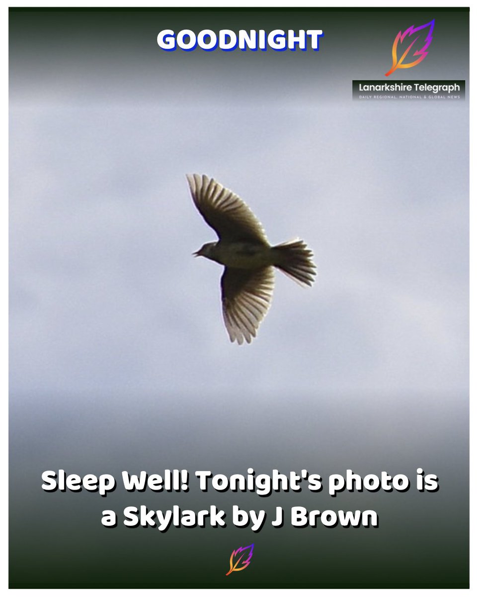 LanarkshireTel's tweet photo. Goodnight Lanarkshire
Signing off for the evening with a photo of a Skylark courtesy of reader J Brown. #goodnight #lanarkshire #dayisover #sweetdreams #nighttime #closingtime #sleepyhead #bedtime #restfulnight #lightsout https://t.co/t9BylkEkUd