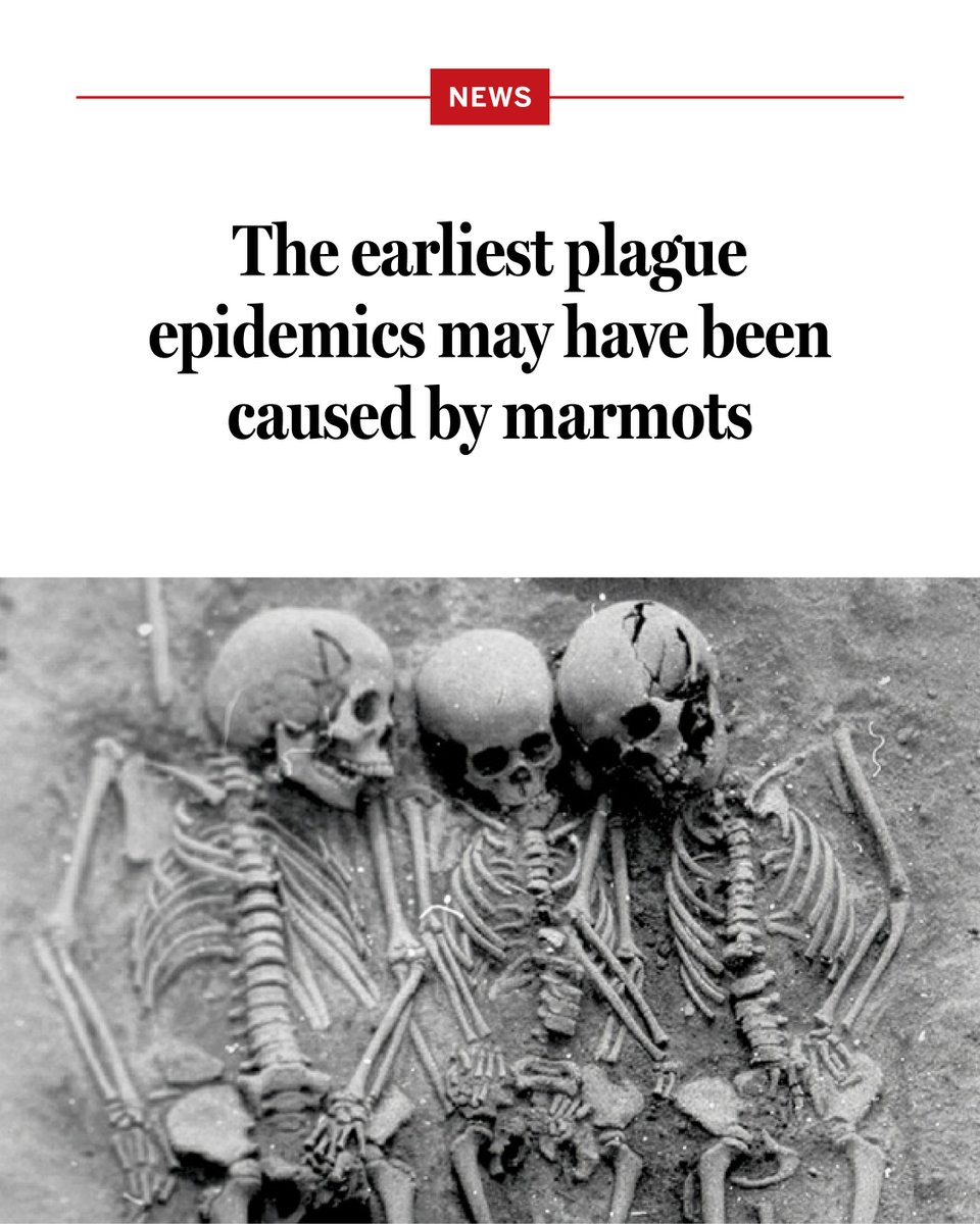 NewsfromScience's tweet photo. People who lived 5500 years ago on the shores of Siberia’s Lake Baikal survived by hunting deer and game and catching fish. At times, marmots were on the menu, too—a decision with deadly consequences.

A new study suggests these hunter-gatherers contracted Yersinia pestis, the highly infectious bacterium responsible for plague, from contact with these large, ground-dwelling rodents.

Learn more: https://t.co/1DHTRrN6qD