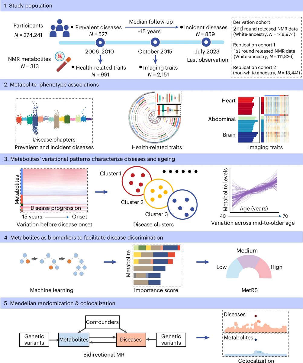MartinBJensen's tweet photo. Another example of the compounding value of longitudinal biobanks:

A recent Nature Metabolism paper links 313 plasma metabolites in 274,241 UK Biobank participants to 1,386 diseases and 3,142 traits (median follow-up 14.9 years) https://t.co/O2kow9RAuq

More than half of metabolites showed detectable variation over a decade before disease onset (!)

Shows why such biobanks are so powerful: they let us ask which metabolites, measured while people are still apparently healthy, already contain signals of diseases that will appear years later, creating a path toward earlier biomarkers and better disease prediction.

We should be starting more of them now, to benefit our 2030s selves.