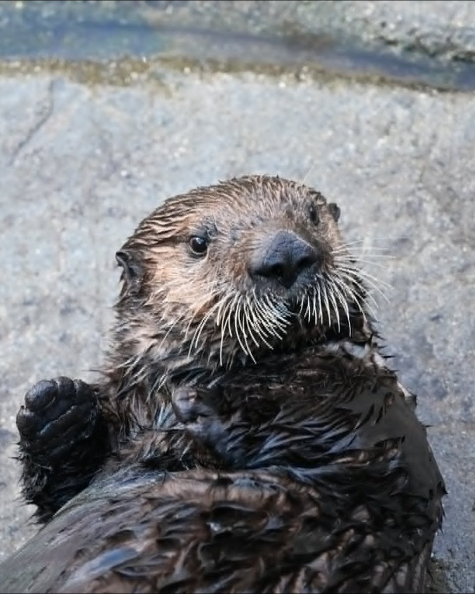 vanaqua's tweet photo. IT'S TOFINO DAY! Rescued by @vammrs in June 2024 from Wickaninnish Beach near Tofino on Vancouver Island, she was transferred to the Vancouver Aquarium in August of that year after being deemed non-releasable by Fisheries and Oceans Canada. Happy second rescueversary, Tofino! https://t.co/SIXiredFYt