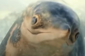 HodariNundu's tweet photo. All penguins are descended from dinosaurs. Except Private. He's clearly descended from Cymbospondylus. https://t.co/m2Ap4E5DId