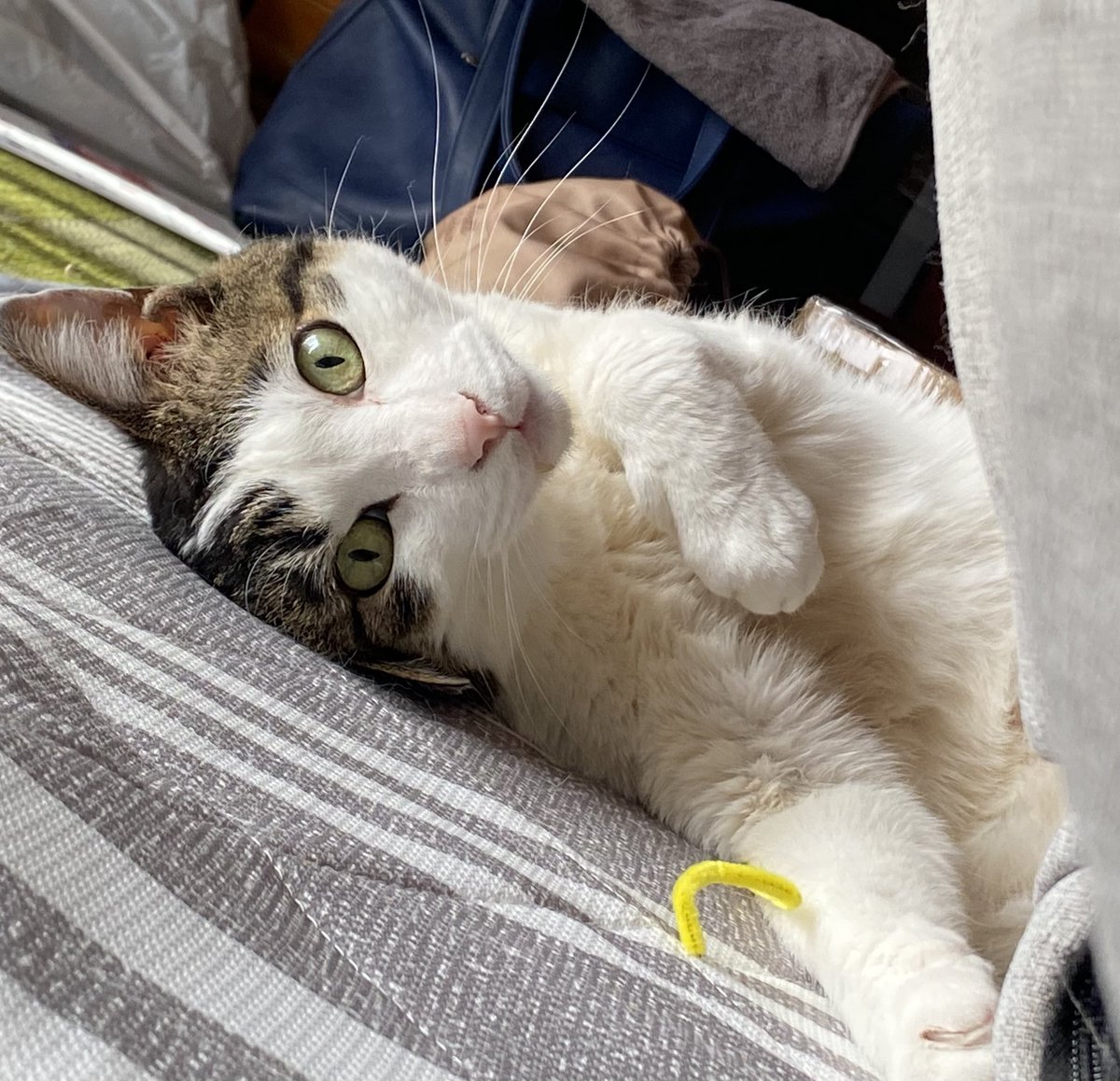 RIKA53247404's tweet photo. おはようございます。

朝からにゃん歩🐾催促ですが行けないよ〜と一緒にモール遊びはくにゃん🐱

いちごの誘惑に負けました🍓

#猫のいる暮らし　#散歩猫　#保護猫

#産直たわわ　#そでうら産いちごパフェ https://t.co/M8l3P73mCg
