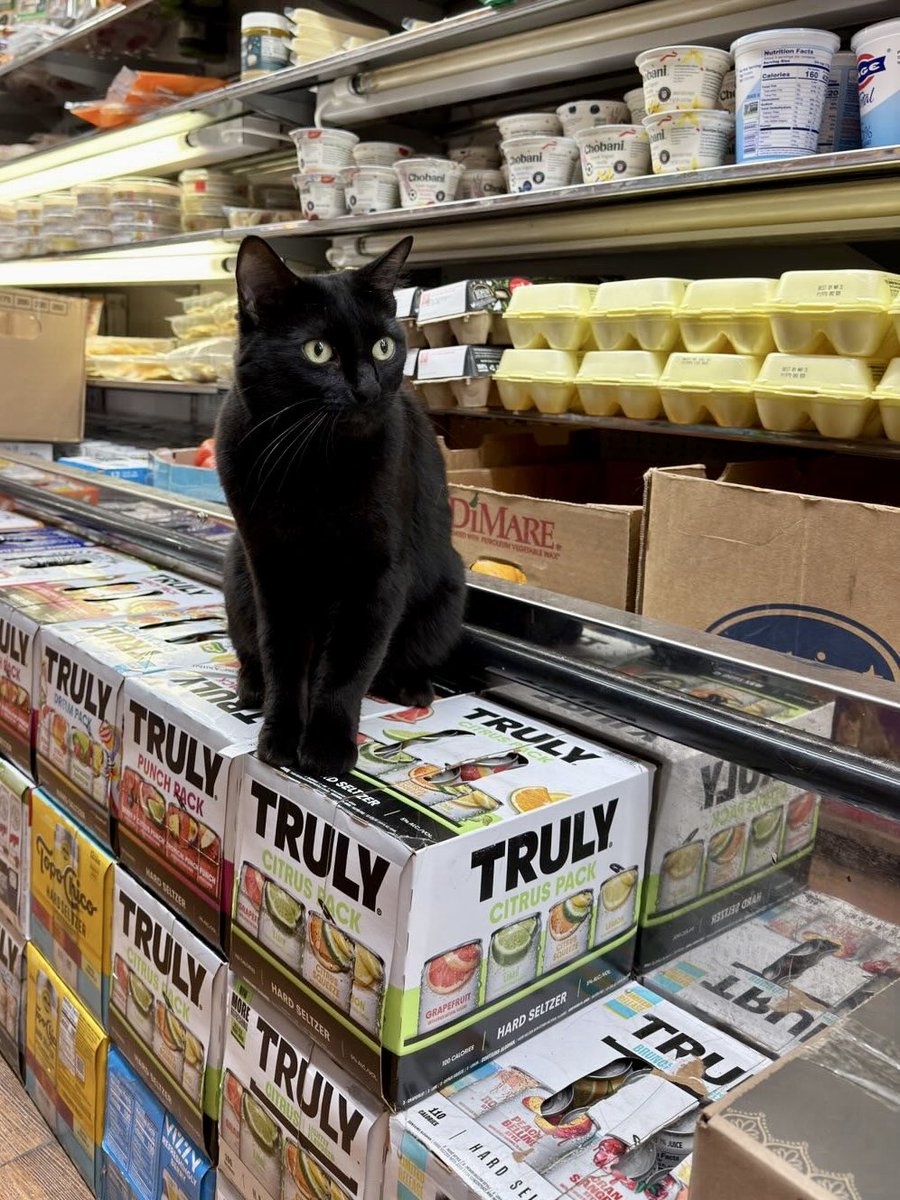 Bodegacats_'s tweet photo. https://t.co/FKghbVqUdR