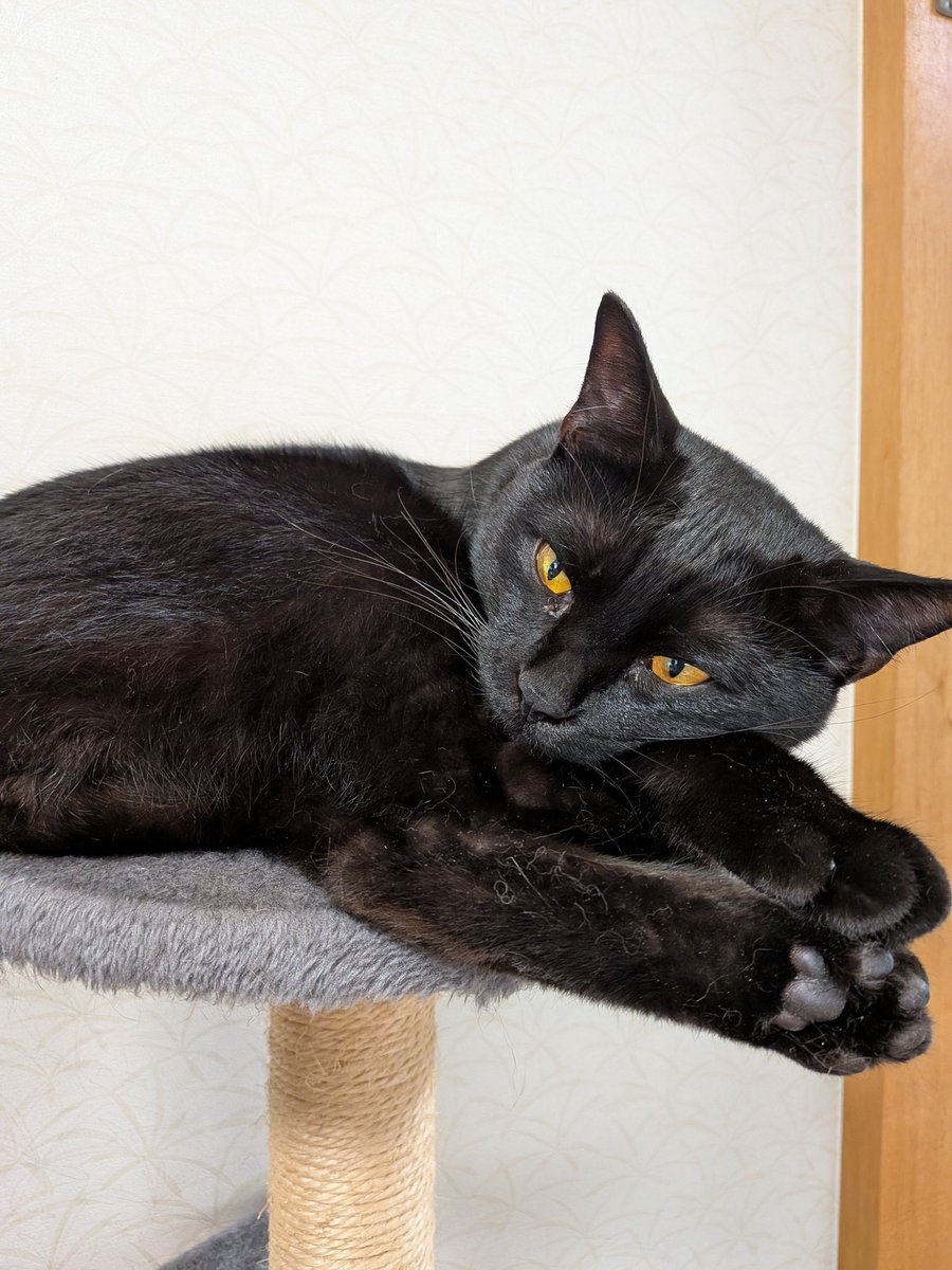 from_yasuko's tweet photo. 一昨日から庭で大きい声で鳴いてた黒猫の赤ちゃん、隣の家の排水管の中に昨日の夕方いたのは確認できた
今朝排水管突いて無事に救出😭

裏のお家のサビ猫の子供らしいのでお返しに

手のひらサイズの黒猫🐈‍⬛
レオがうちに来た時くらいの大きさ
帰宅してレオくん見て
デカっ！
ってなった🤣
2年で6キロ… https://t.co/B2V3unfmB3