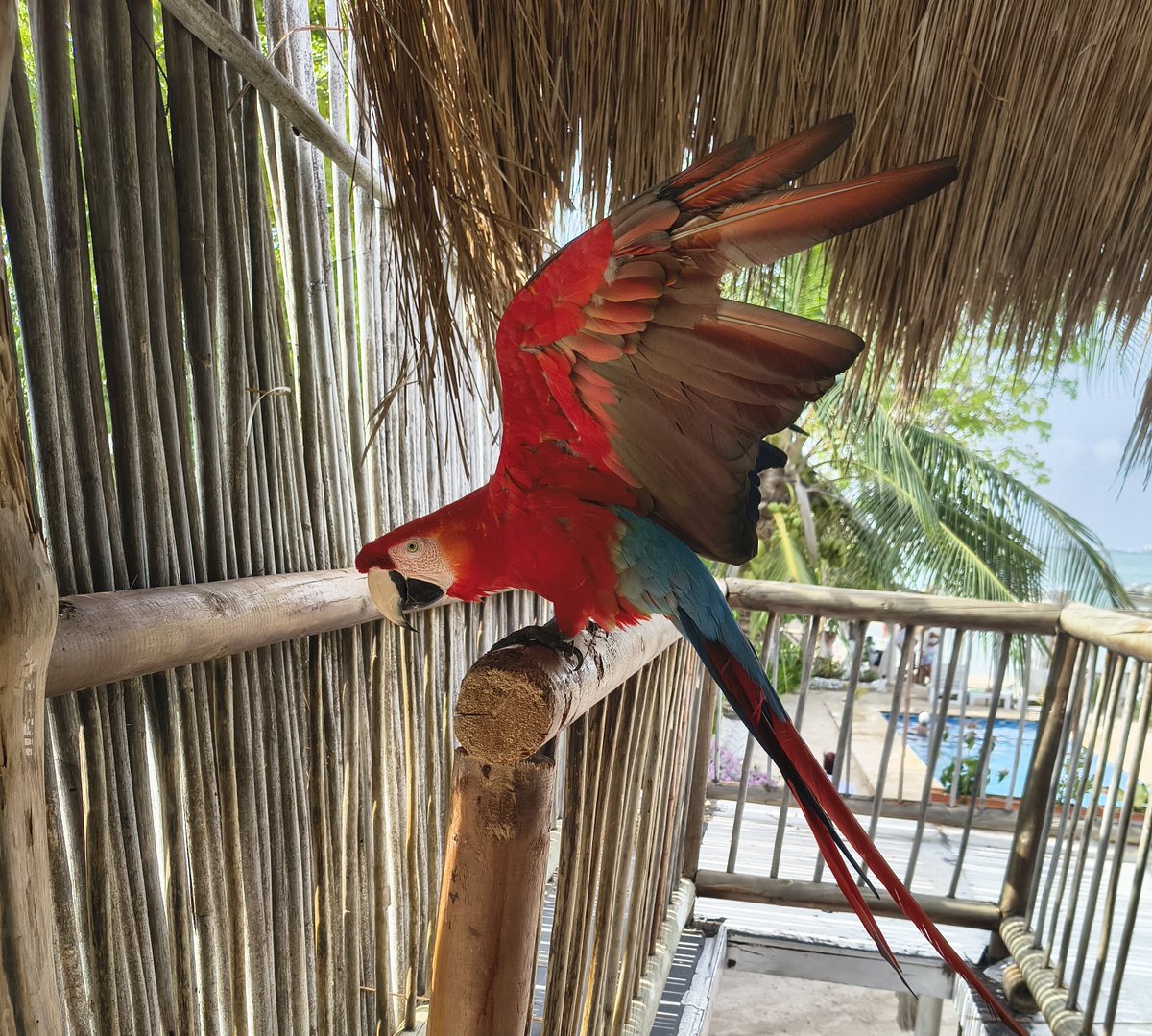 QUEEN1802's tweet photo. 🍹🦜👙🌺🌤️ https://t.co/9l2SG8CN19