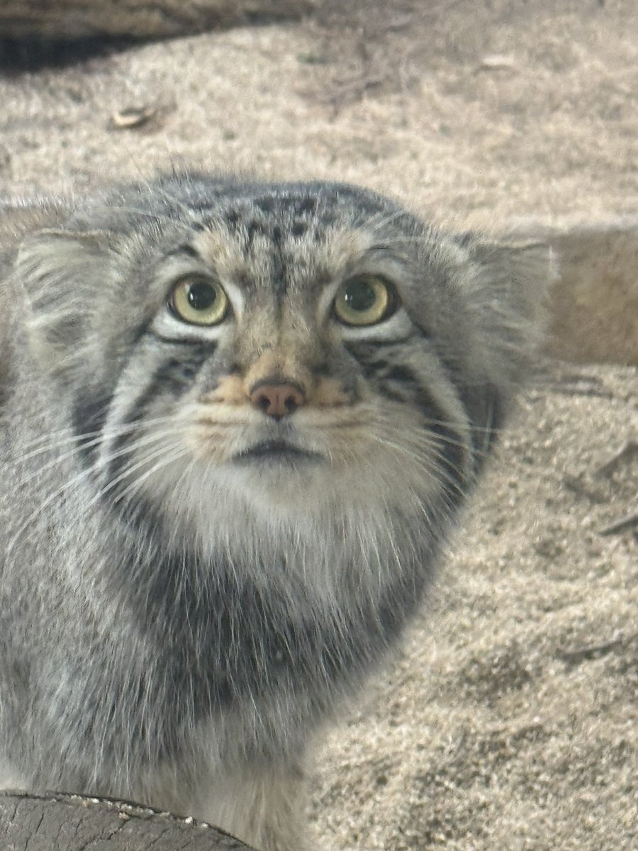 mucctk9655's tweet photo. なご〜む😼
#ナゴム
#マヌルネコ
#那須どうぶつ王国 https://t.co/i4jGqYE0ea