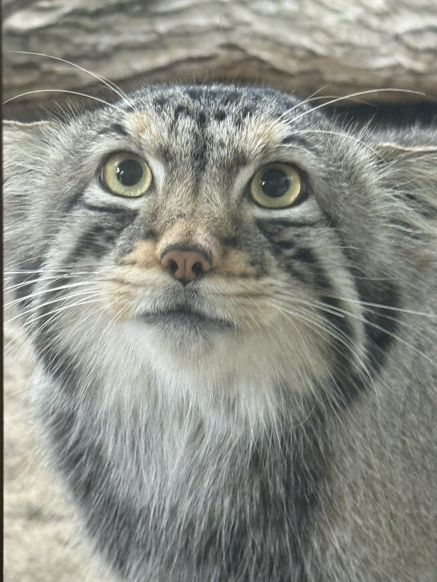 mucctk9655's tweet photo. なご〜む😼
#ナゴム
#マヌルネコ
#那須どうぶつ王国 https://t.co/i4jGqYE0ea